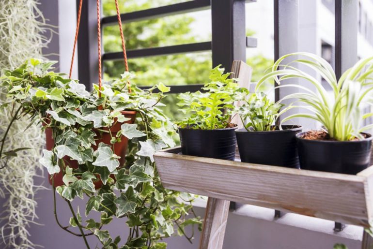 ¿Cuáles son las mejores plantas para el hogar?