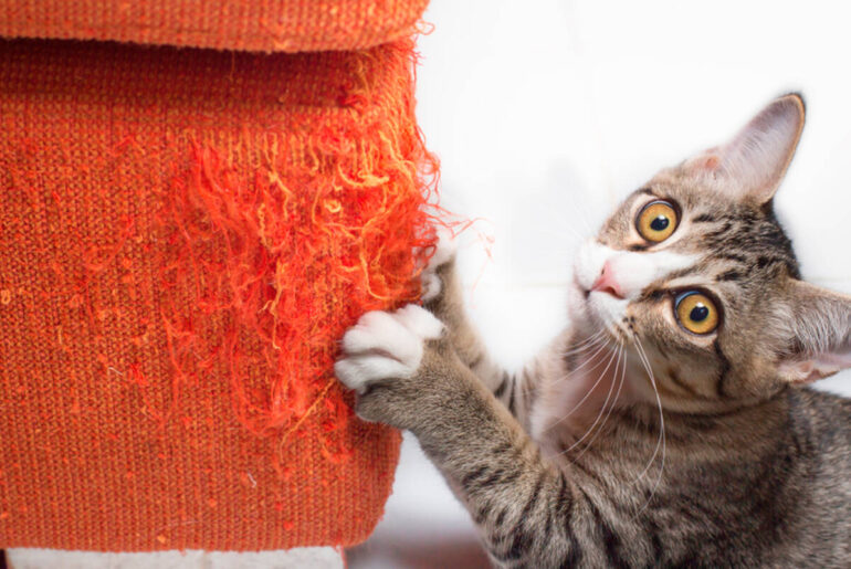 ¿Cómo proteger tus muebles de los gatos? 4 medidas que te ayudarán