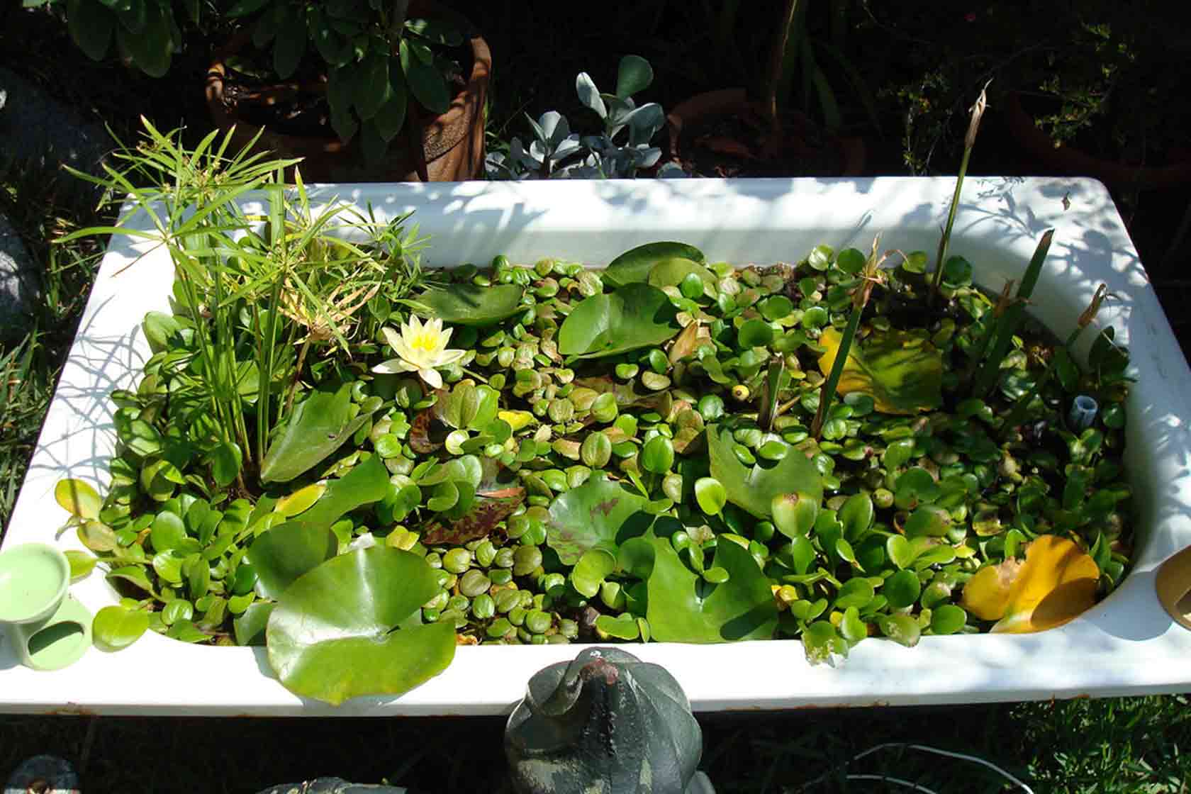 bañera jardin plantas