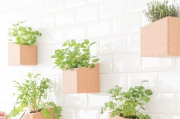 ¿Cómo colocar una pared de plantas en tu departamento?