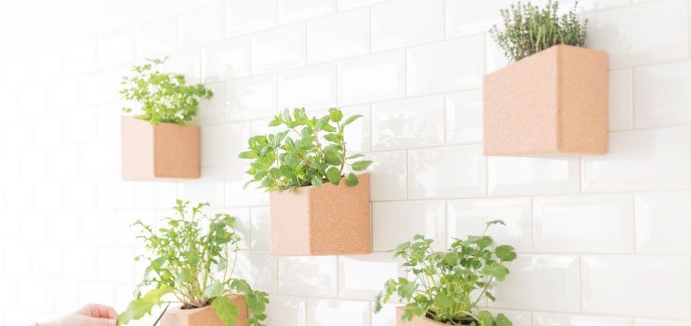 ¿Cómo colocar una pared de plantas en tu departamento?