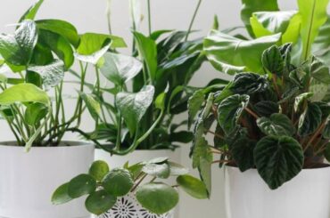 8 tipos de plantas perfectas para tu cocina